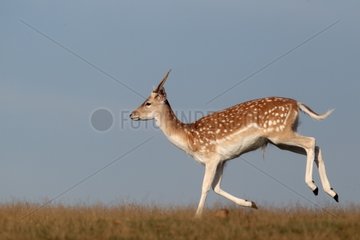 Male Fallow deer running Kent England