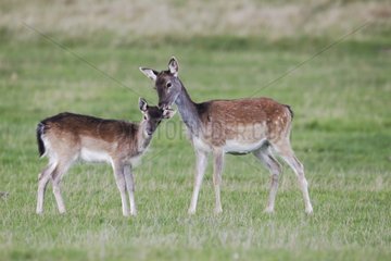Female Fallow deers Richmond Deer Park England