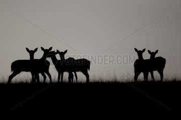 Silhouettes of Fallow deers Kent England