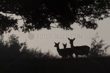 Silhouettes of Fallow deers Kent England