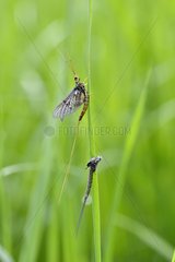 Mayfly on blade of grass Prairie FouzonTouraine France