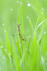 Cranefly mating on grass Prairie FouzonTouraine France
