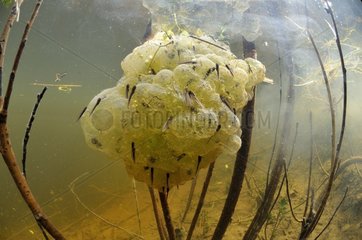 Grass Frog eggs in a pond Prairie Fouzon France