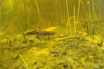 Northern Crested Newt female in a pool Prairie Fouzon