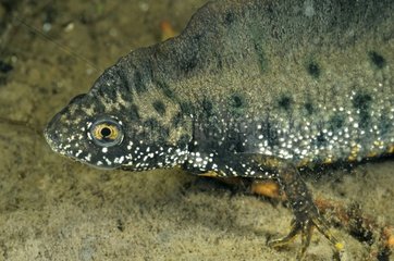 Northern Crested Newt male in a pool Prairie Fouzon
