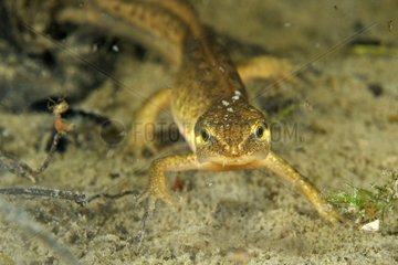 Palmated Newt female in a pool Prairie Fouzon France
