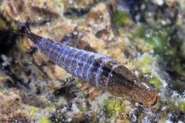 Diving Beetle larva in a pool Prairie Fouzon France