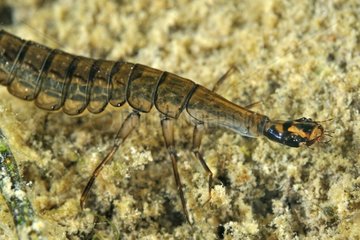 Diving Beetle larva in a pool Prairie Fouzon France