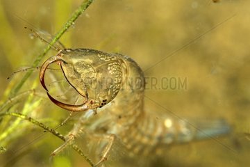 Great Diving Beetle larva in a pool Prairie Fouzon France