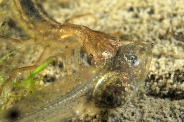 Great Diving Beetle larva capturing a tadpole in a pool