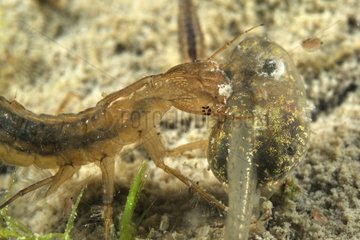 Great Diving Beetle larva capturing a tadpole in a pool