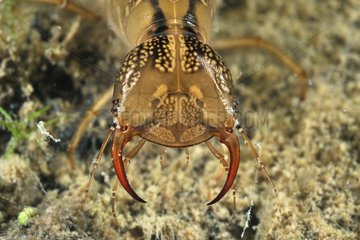 Great Diving Beetle larva in a pool Prairie Fouzon France