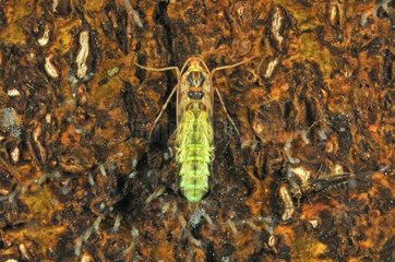 Transformation of a caddis larva in a pool Prairie Fouzon