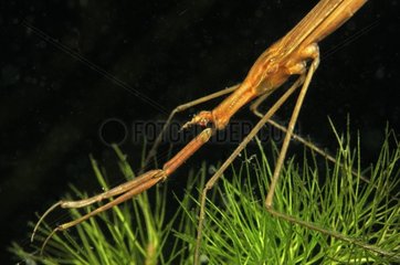 Water Stick Insect in a pool Prairie Fouzon France