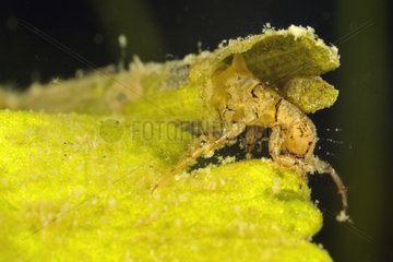 Caddis larva in its plant case in a pool Prairie Fouzon