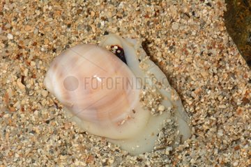 Blackmouth moon snail on sand Nea New Caledonia