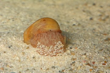 Moon snail on sand Vata New Caledonia