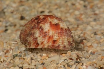 Scaly nerite snail on sand Néa New Caledonia