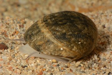 Nerite snail on sand Néa New Caledonia
