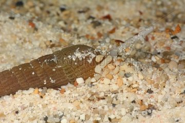 Sea Snail on sand Vata New Caledonia