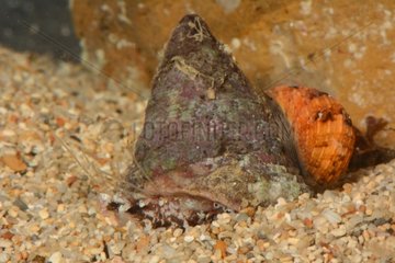 Banded Trochus Snail on sand Thio New Caledonia