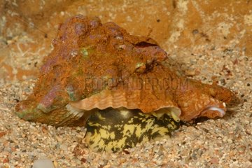 Turban snail on sand Thio New Caledonia