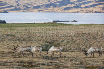 Reindeers (Rangifer tarandus) in tundra  Iceland