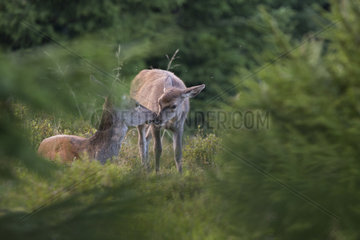 Red Deer (Cervus elaphus) hind and fawn  France