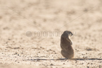 Cape Ground Squirrel (Xerus Inauris) back  Kgalagadi  South Africa