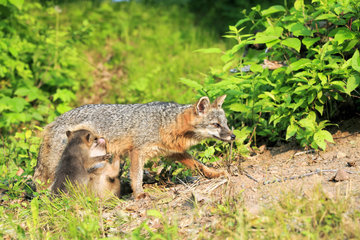 Gray fox suckling its young - Minnesota USA