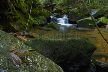 Kinabalu Torrent Frog (Meristogenys kinabaluensis) and stream  Mount Kinabalu  Sabah  Borneo  Malaysia