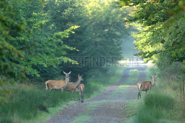 Red Deer (Cervus elaphus) hinds on forest road  Ardennes  Belgium