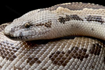 Rough-scaled sand boa (Gongylophis conicus)  India (formally Eryx)