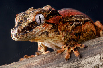 Gargoyle gecko (Rhacodactylus auriculatus)  New Caledonia