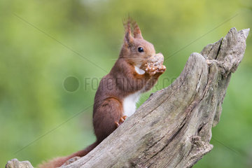 Eurasian red Squirrel (Sciurus vulgaris) eating on a branch  France