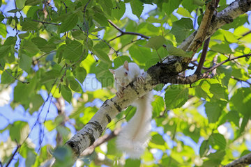 Albino Eastern gray squirrel on a branch - Minnesota USA