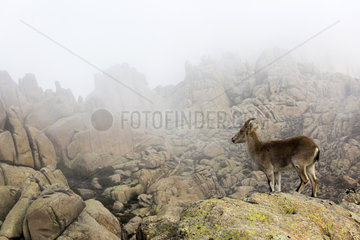 Iberian Ibex (Capra pyrenaica)  femelle on rock  Guadarrama National Park  Spain