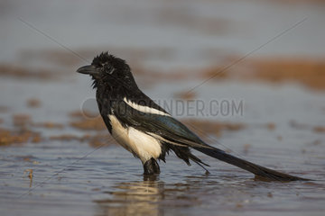 Magpie bathing at spring - Spain