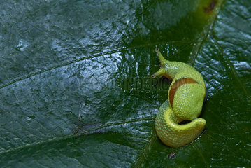 Long-tailed slug or Ninja slug (Ibycus rachelae) on a leaf  Kinbalu mount  Sabah  Borneo  Malaysia