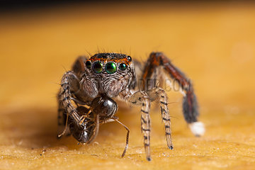 Jumping Spider male grabbing a Ant - France