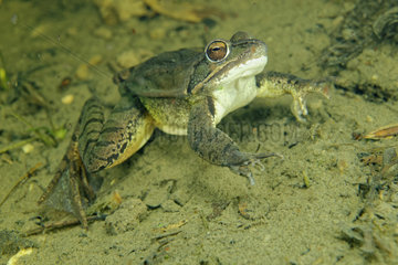 Grass Frog in a pond - Prairie Fouzon France