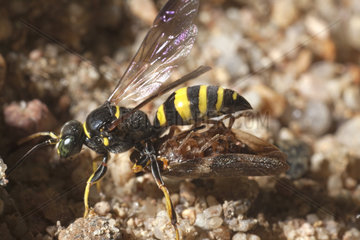 Digger wasp (Gorytes laticinctus) penetrating into its nest with its prey  a leafhopper (Aphrophora corticea)  France