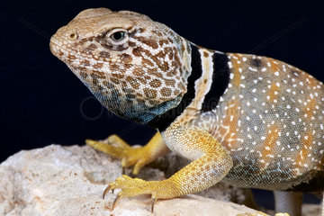 Portrait of Desert Collared lizard (Crotaphytus bicinctores)  Arizona  USA