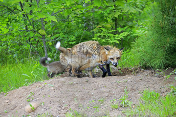 Red fox and young at burrow - Minnesota USA