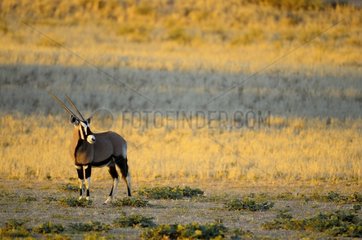 An Oryx (Oryx gazella gazella)  in the desert of the Kalahari at sunset  Kgalagad Transfrontier Park  North Cape  South Africa