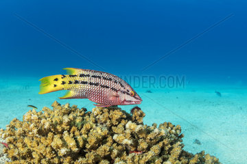 Female Mexican hogfish  (Bodianus diplotaenia)  Sea of Cortez  Baja California  Mexico  East Pacific Ocean