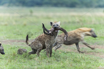 Spotted hyenas playing with a corpse at dawn - Kenya