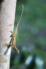 Peracca's Anole (Anolis peraccae) on a trunk  Chocó colombiano  Ecuador