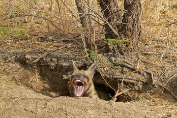 Striped hyena in his den - PN Velavadar India