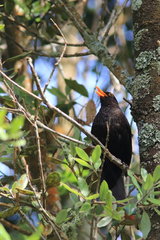 Azores Blackbird (Turdus merula azorensis) on a branch  Azores  Portugal